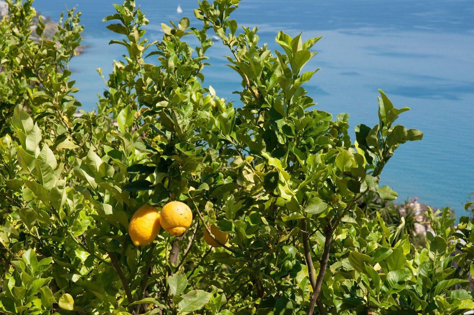 Le Terrazze Appartamenti Vacanze San Remo Exterior foto